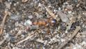 Myrmica ruginodis (Woodland Red Ant).jpg